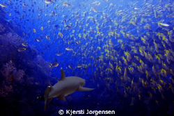 Whitetip reef shark
Photographed at Sipadan, Borneo, Mal... by Kjersti Jorgensen 